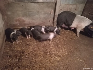 vand purcei de  2 luni  de BAZNA