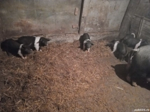 vand purcei de  2 luni  de BAZNA - imagine 4