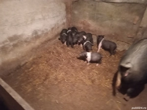 vand purcei de  2 luni  de BAZNA - imagine 3