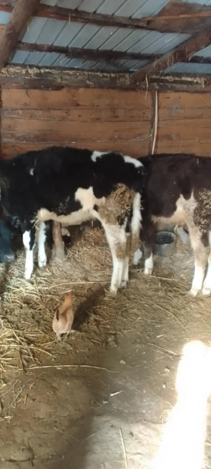 vand un taur si o vitea