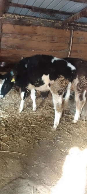 vand un taur si o vitea - imagine 2