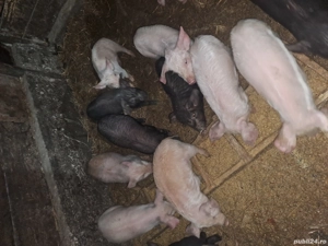 Vand purcei - imagine 3