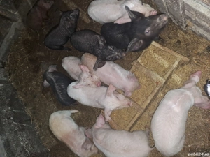 Vand purcei - imagine 2