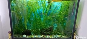 Plante de  acvariu - imagine 2
