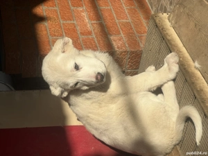 Caut căsuță nouă cu stăpâni iubitori