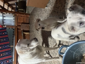 Caut căsuță nouă cu stăpâni iubitori - imagine 3