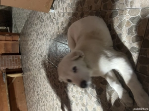 Caut căsuță nouă cu stăpâni iubitori - imagine 2