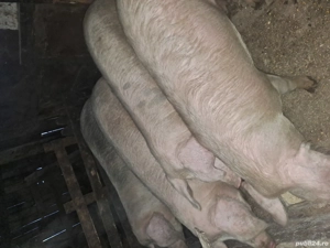 Vand porci 13 lei kg