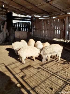 Purcei ,mâncacioși