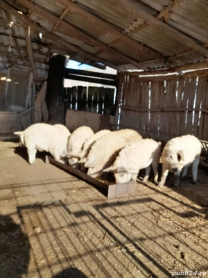 Purcei ,mâncacioși - imagine 2