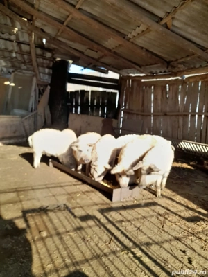 Purcei ,mâncacioși - imagine 3