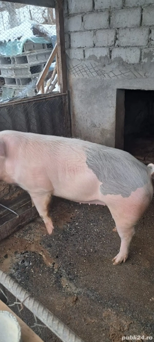 Porc de casa  - imagine 2