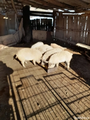 Purcei ,mâncacioși - imagine 4