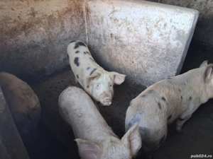 Vand porci in jur de 60 -80 kg - imagine 2