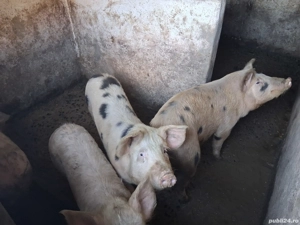 Vand porci in jur de 60 -80 kg - imagine 3
