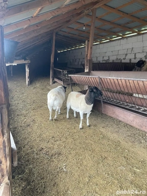 Oi Dorper  - imagine 4