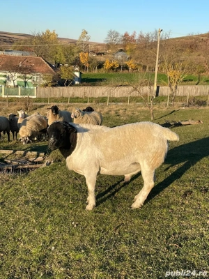 Oi Dorper  - imagine 5