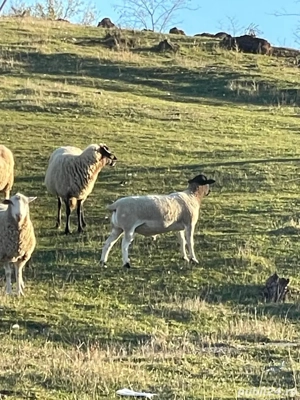 Oi Dorper  - imagine 2