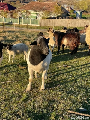 Oi Dorper  - imagine 3