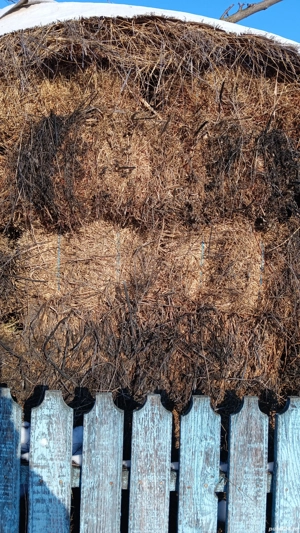 baloti de luternă de vinzare - imagine 2