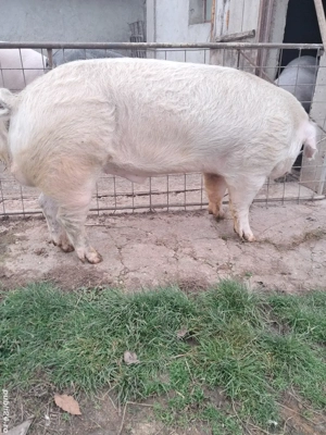 vier landrace 1.5 ani