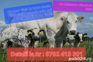 achiziti vitei oferim cel mai bun preț 