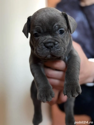 Bulldog Francez Blue  - imagine 3
