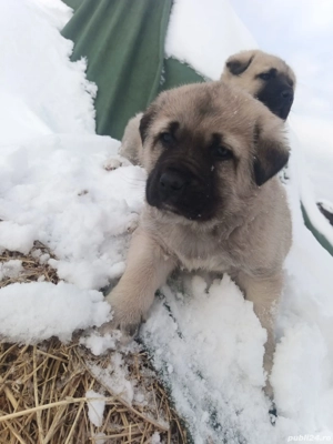 Kangal Turcesc - imagine 5