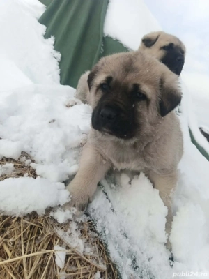 Kangal Turcesc - imagine 3