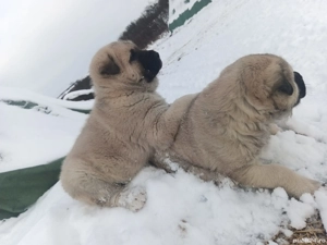 Kangal Turcesc - imagine 4