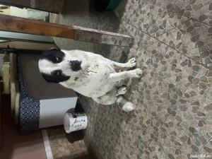 Caut căsuță nouă cu stăpâni iubitori - imagine 4