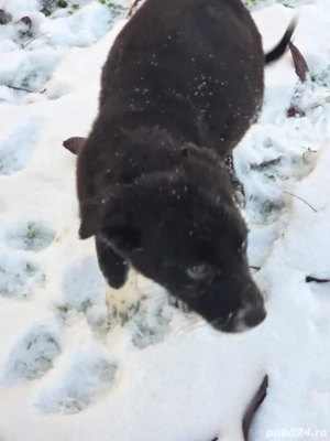 Ofer spre adoptie catei pentru curte