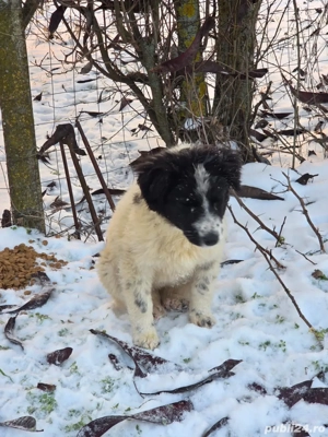 Ofer spre adoptie catei pentru curte - imagine 2