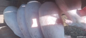 Purcei de vanzare - imagine 2