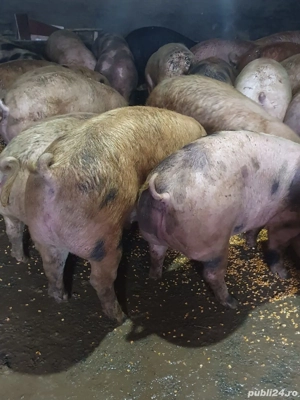 Purcei si soldani - imagine 5