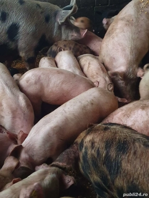 Purcei si soldani - imagine 4