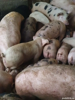 Purcei si soldani - imagine 3