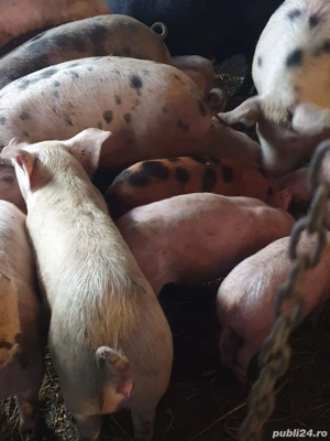 Purcei si soldani - imagine 2