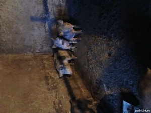 Vând purcei intarcati  - imagine 2