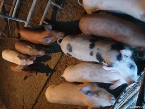 Vând purcei intarcati  - imagine 3