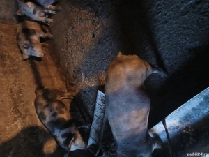 Vând purcei intarcati 