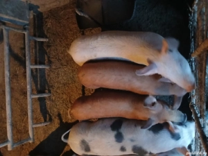 Vând purcei intarcati  - imagine 5