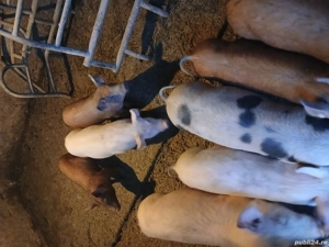 Vând purcei intarcati  - imagine 4