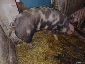 Petrean crescut natural  - imagine 3