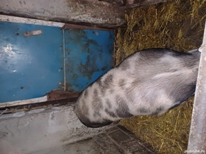 Petrean crescut natural 