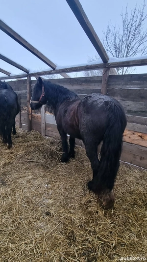 Vand urgent cai  - imagine 2