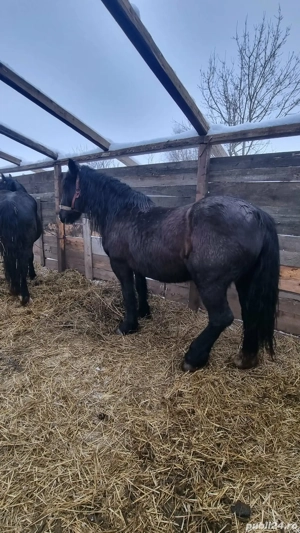 Vand urgent cai  - imagine 3