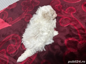bichon maltez femela - imagine 4