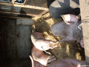 Porci de vanzare - imagine 5