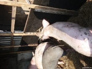 Porci de vanzare - imagine 2